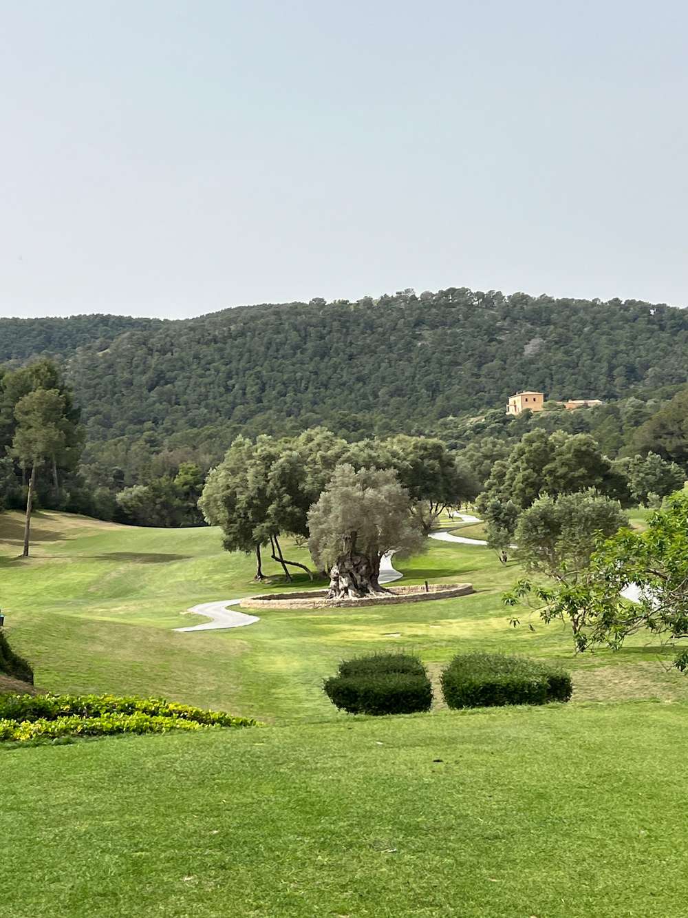 Ancient olive tree on hole 15 at Son Muntaner golf course Mallorca with Na Burguesa mountains behind
