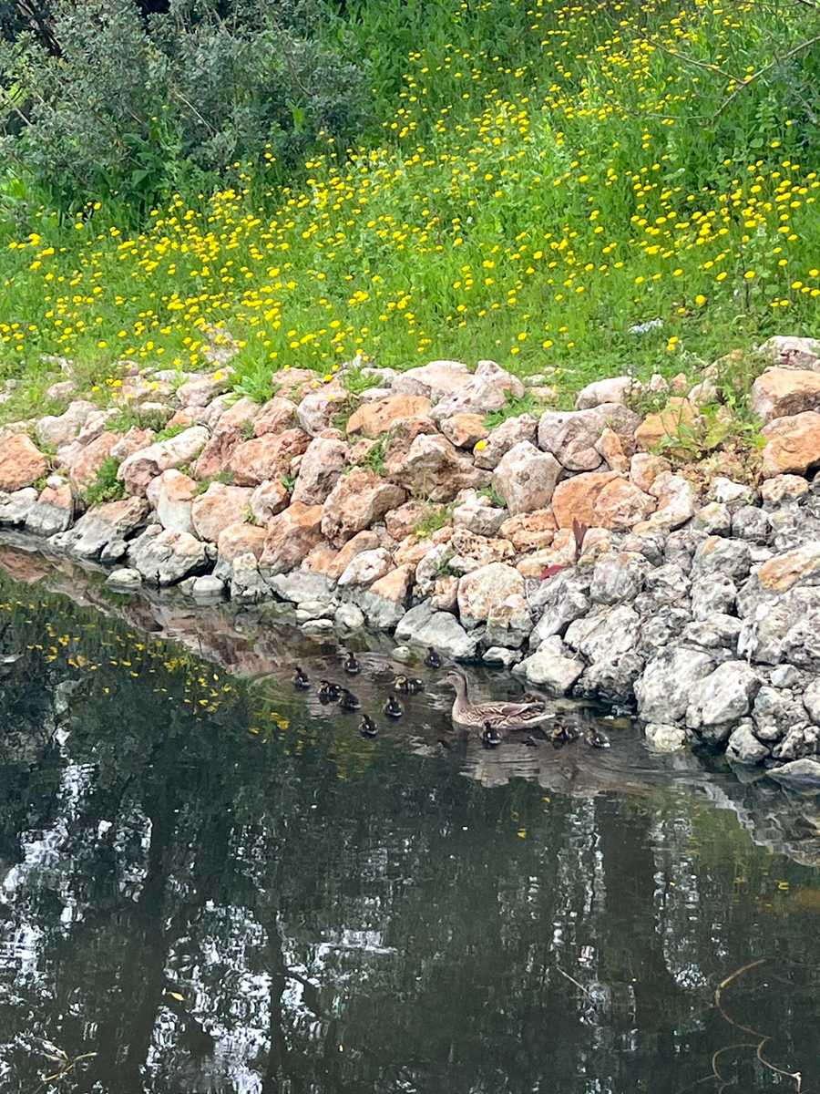 Ducks on water hazard at Son Muntaner golf course Mallorca