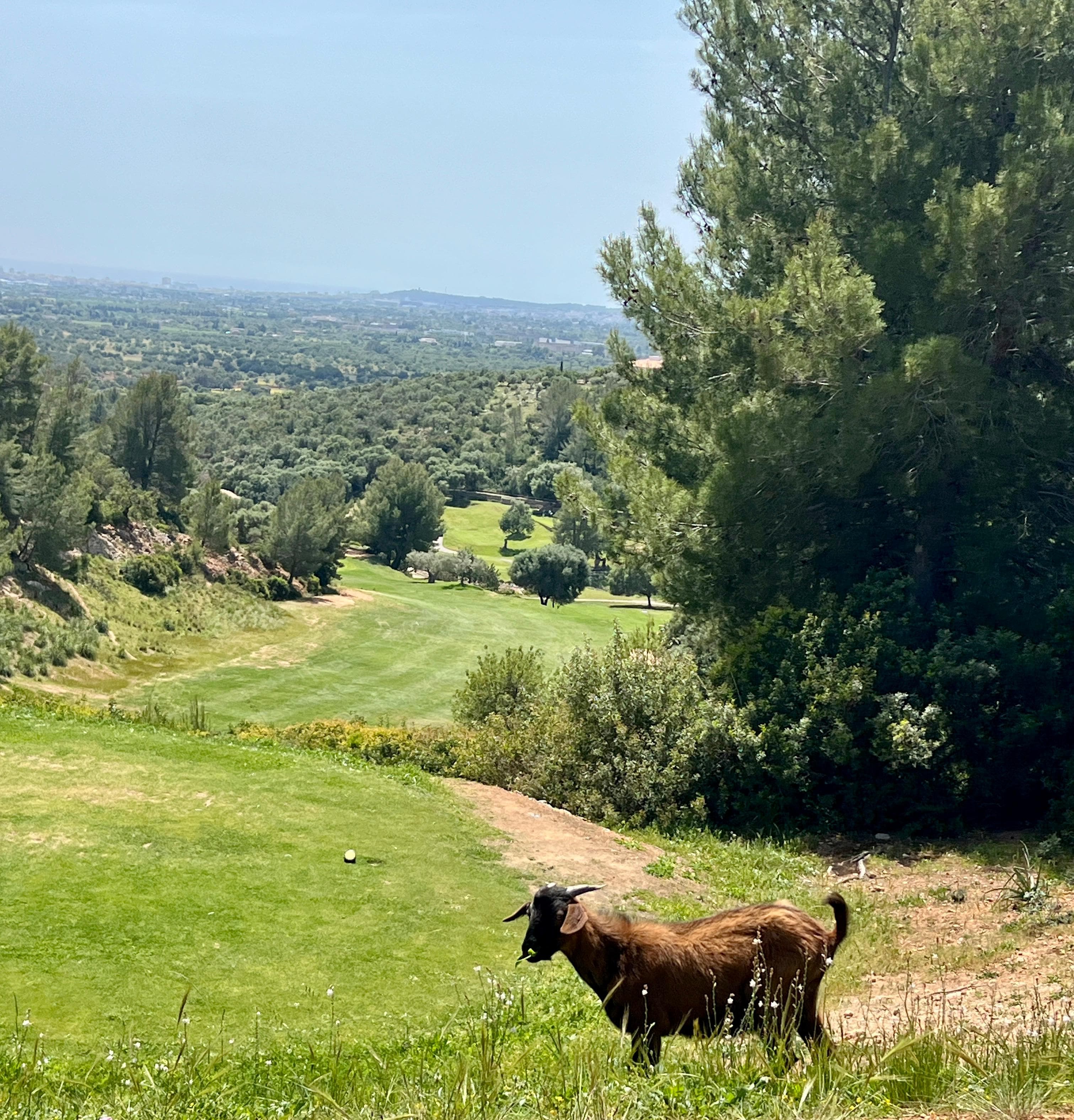 Goat on Son Termes golf course Mallorca with Palma in background