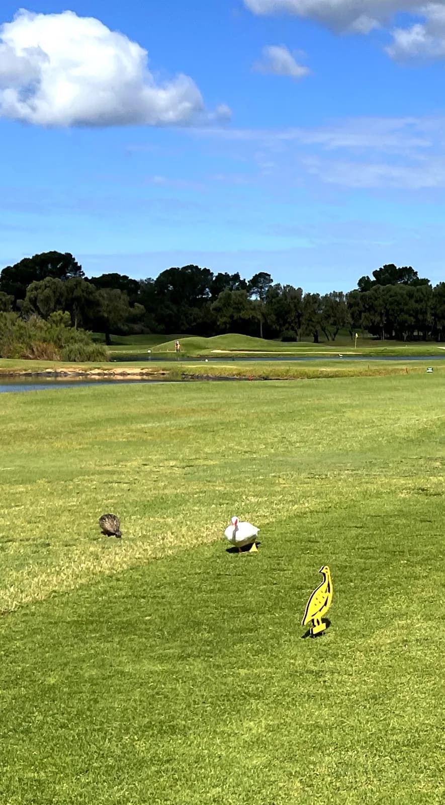 Vogels op de fairway van Son Antem West met water en green erachter, Mallorca