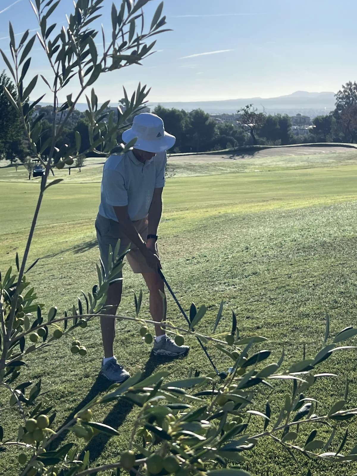 Olivgrenar som ramar in en utsikt över Palma från en fairway på Son Quint