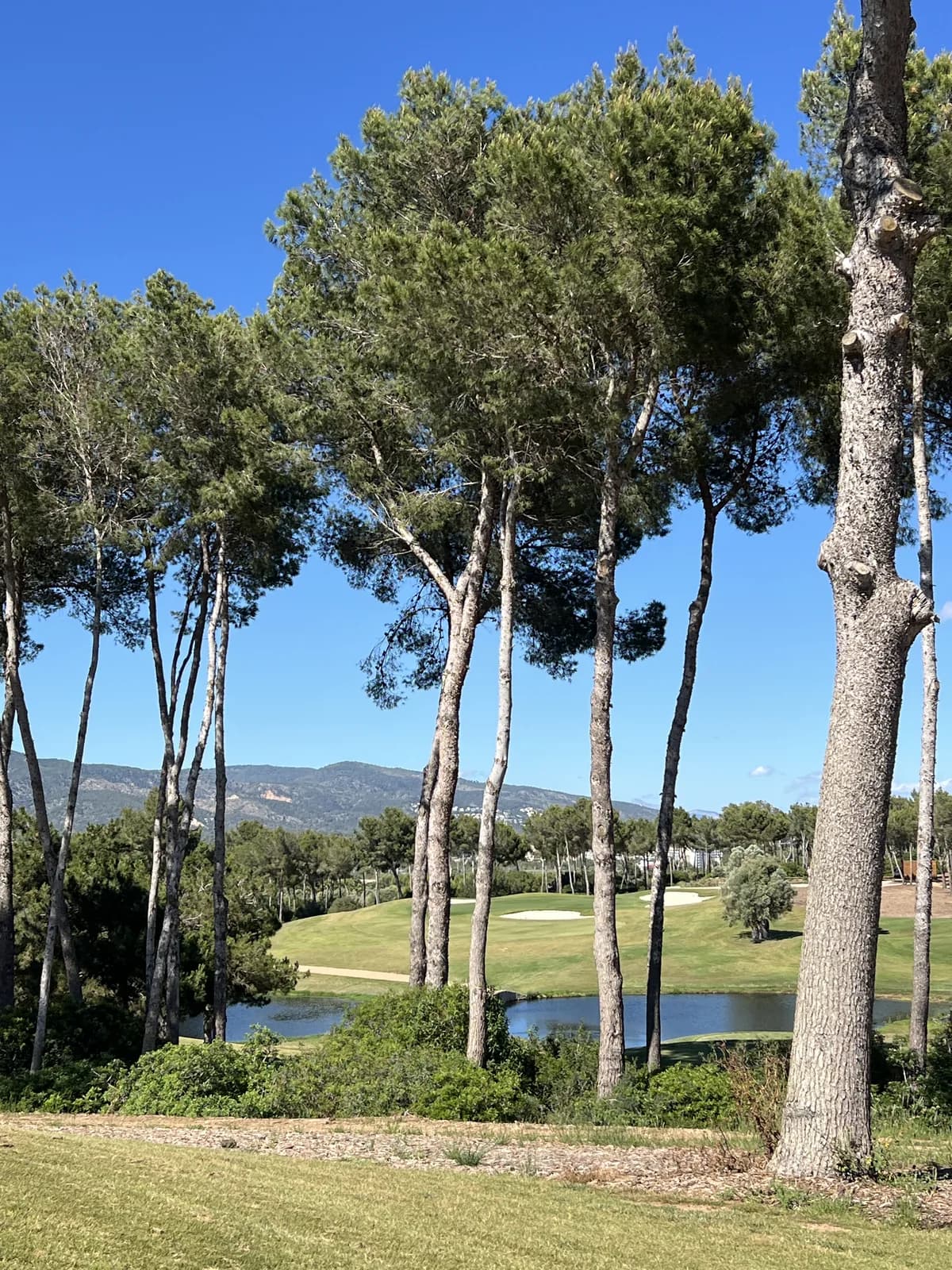 Pine trees framing the fairway at T Golf Calvià with water and mountains visible beyond